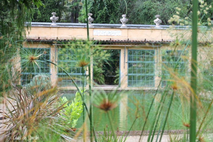 Papiros en el jardín acuático frente al invernadero Papiros en el jardín acuático frente al invernadero