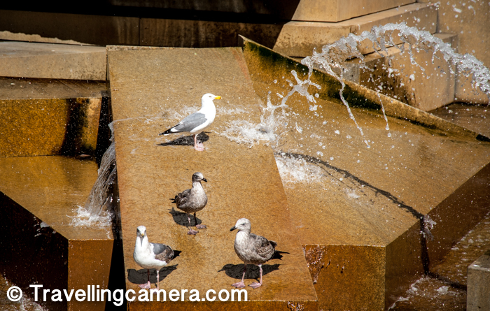 Here is a closer shot of water fountain outside The Art Institute of California with these beautiful birds flying around. 