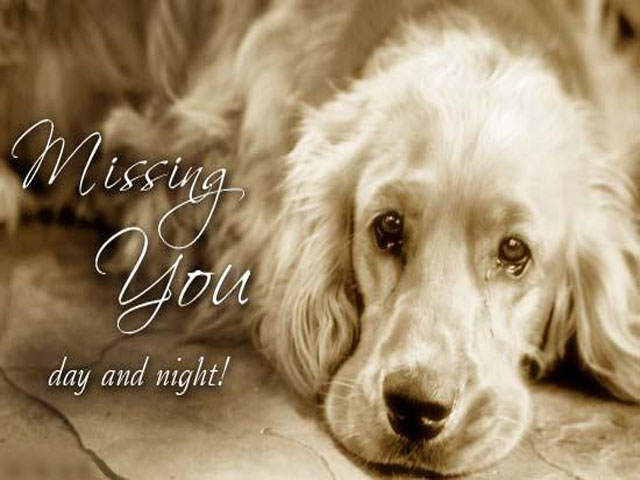 Dog In Tears Missing Someone