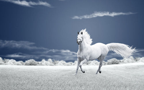 Caballo corriendo libremente - Horse - Cheval