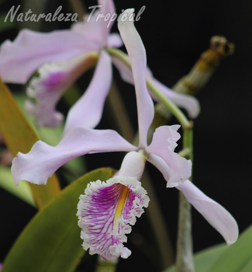 Flor típica de la orquídea Cattleya maxima