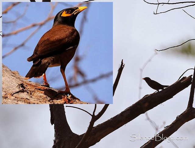 Common Myna Common Myna