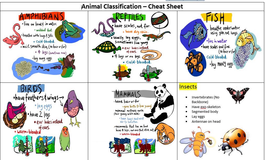 Science Rocks Classifying Animals