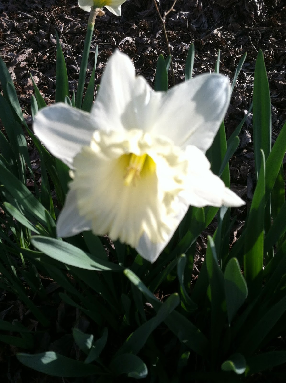 Two Sisters Gardening Narcissus King Alfred