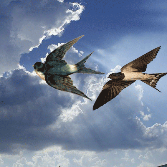 Terbaru 28+ AnimaSi Burung Terbang