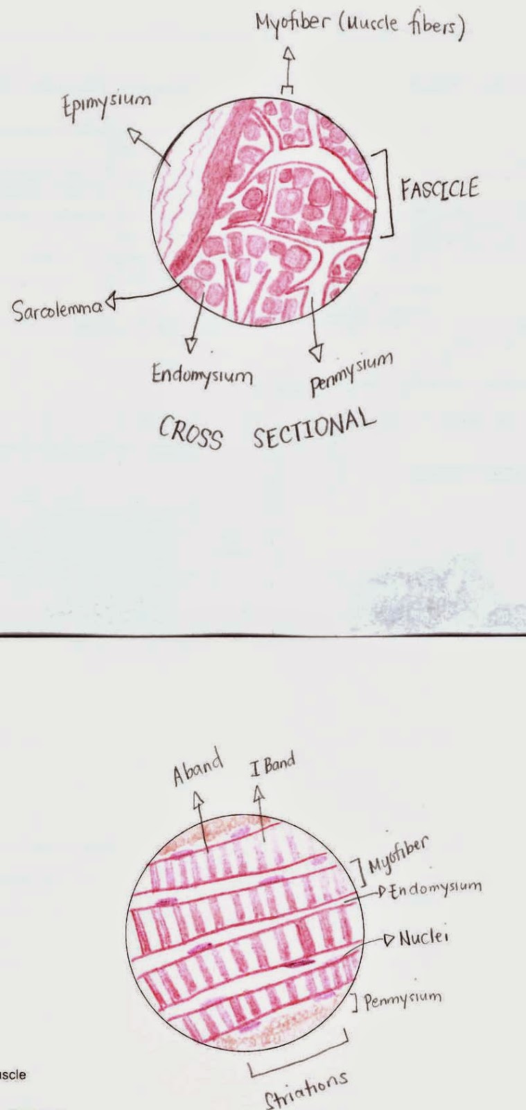 Importance of muscular system picture