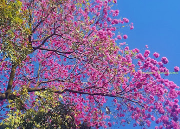 Benefícios do Ipê-roxo Benefícios do Ipê-roxo
