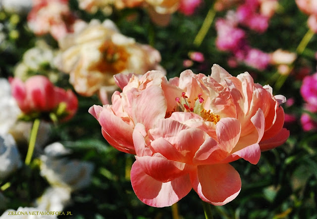 piwonie, PeonyMAX, zielona metamorfoza, ogrody wiejskie, projektowanie zieleni.