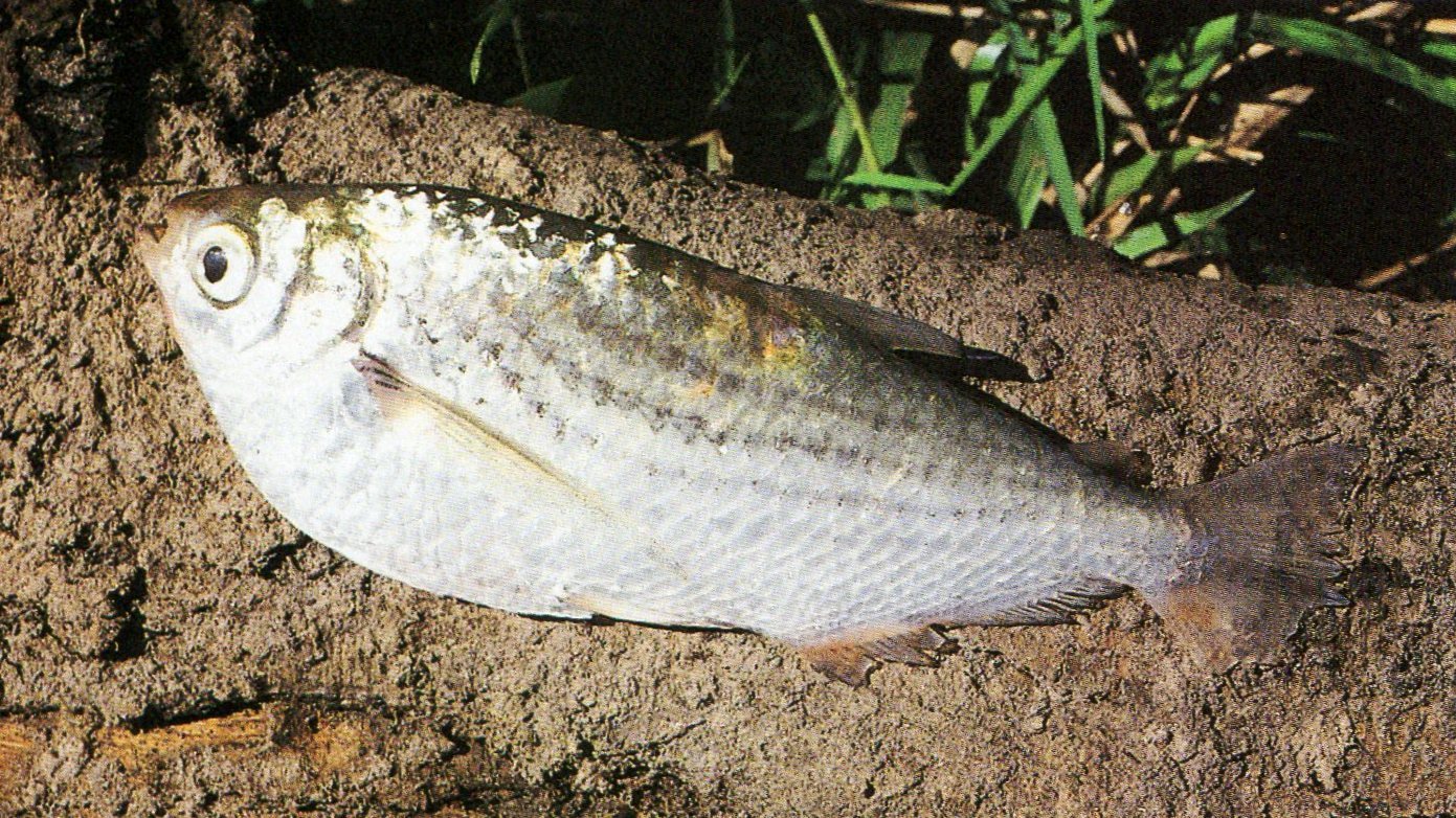 Revista Aruanã Lazer e Esporte no Meio Ambiente: DICIONÁRIO ARUANÃ