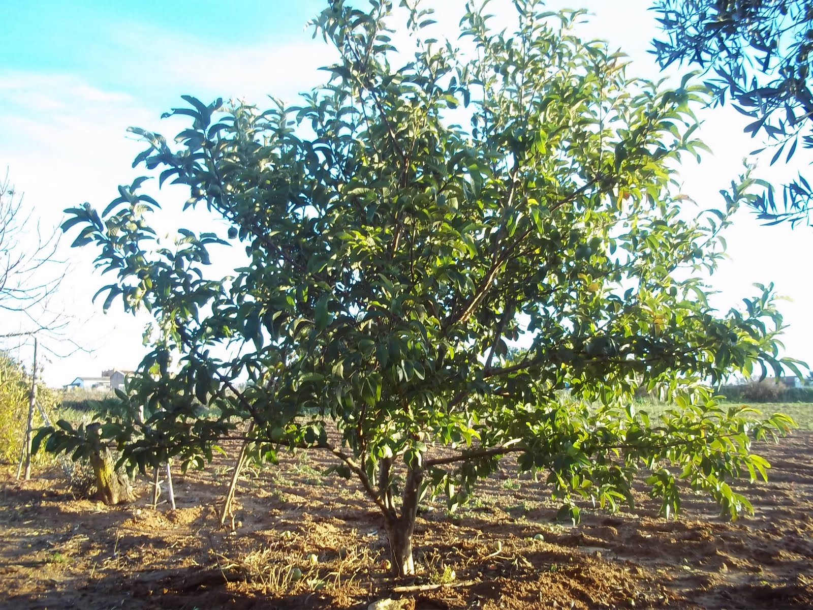 Árbol de Guayaba