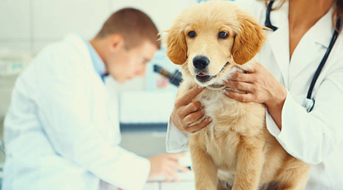 cão-no-veterinario-cachorro-filhote-consulta-vet-dog-consultant-veterinary