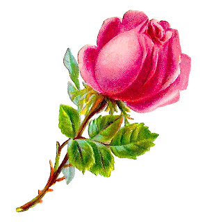 vintage pink rose clipart image rose flower floral shabby chic clipart botanical art image crafting