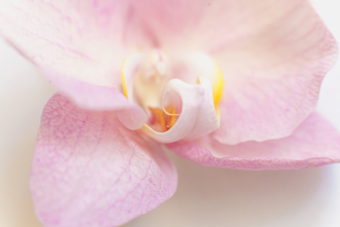 pink orchid macro pink orchid close up