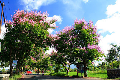 The Flowers Tunnel on Laswi Street in Tasikmalaya, West Java The Flowers Tunnel on Laswi Street in Tasikmalaya, West Java