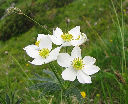 Zawilec narcyzowy (Anemone narcissiflora). Zawilec narcyzowy (Anemone narcissiflora).