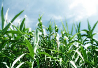 COLUNA DO LEITOR Canaviais reduzem o aquecimento global