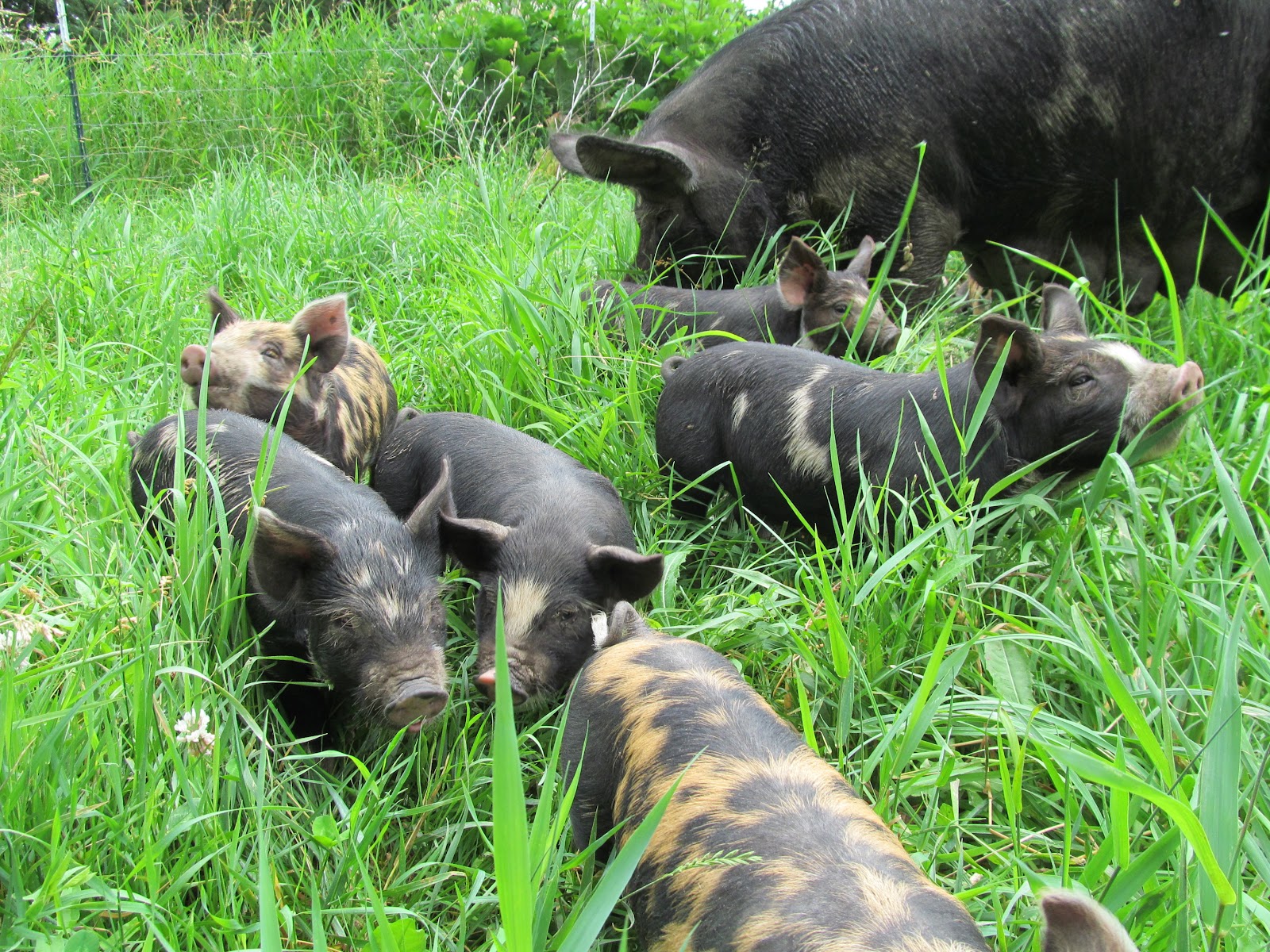 Idaho Pasture Pigs