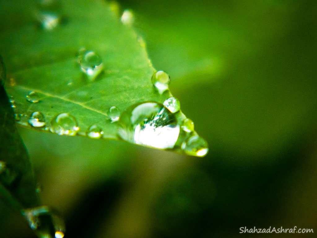 water droplets on leaves after Rain shower