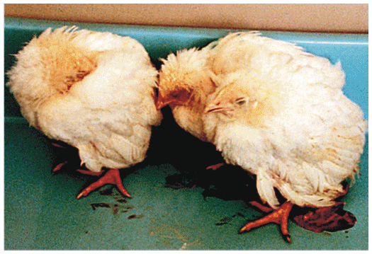 Info Penyakit Berak Kapur Pada Ayam 
