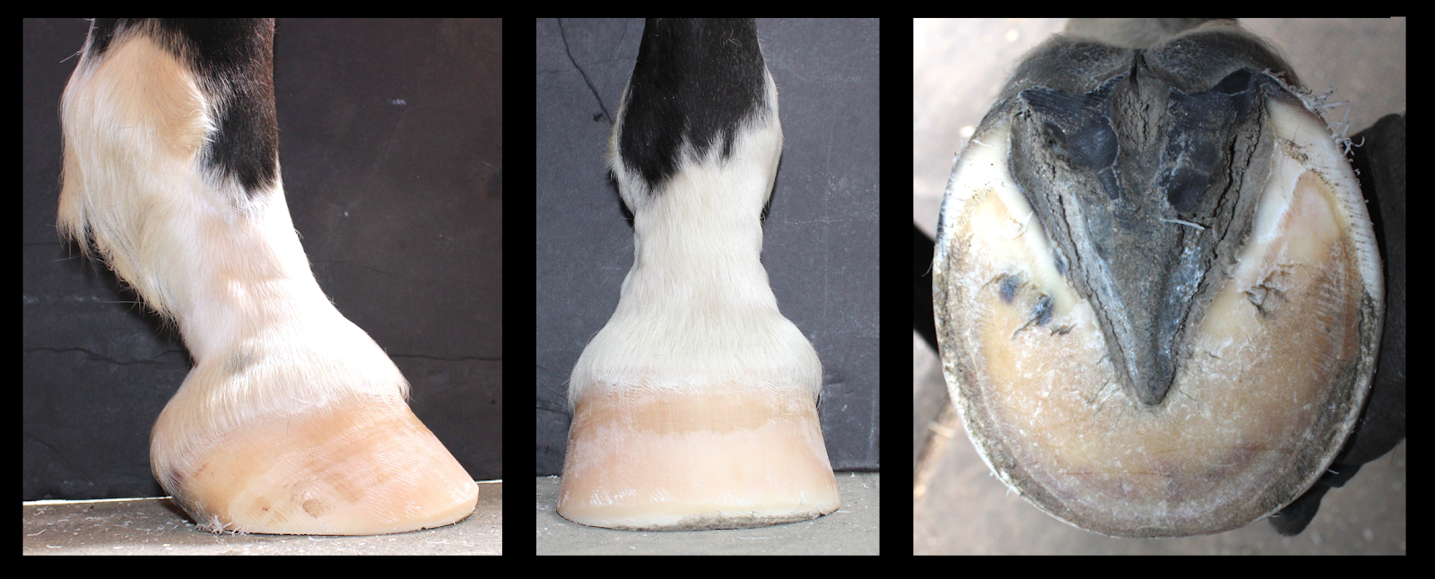 Do Not Spring Into Laminitis in Horses biographypedia
