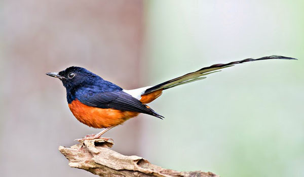harga burung murai batu medan
