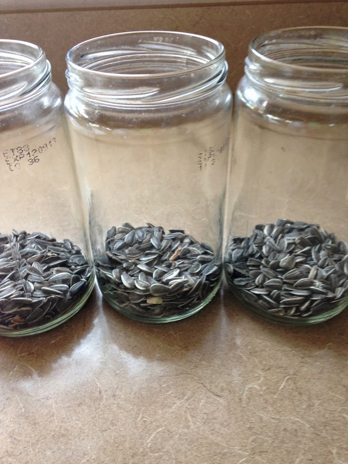 How to Grow Sunflower Greens (StepbyStep)