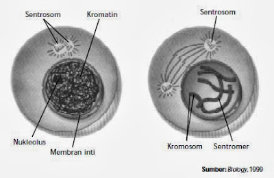 Struktur kromosom dan kromatin dalam nukleus. Struktur kromosom dan kromatin dalam nukleus.