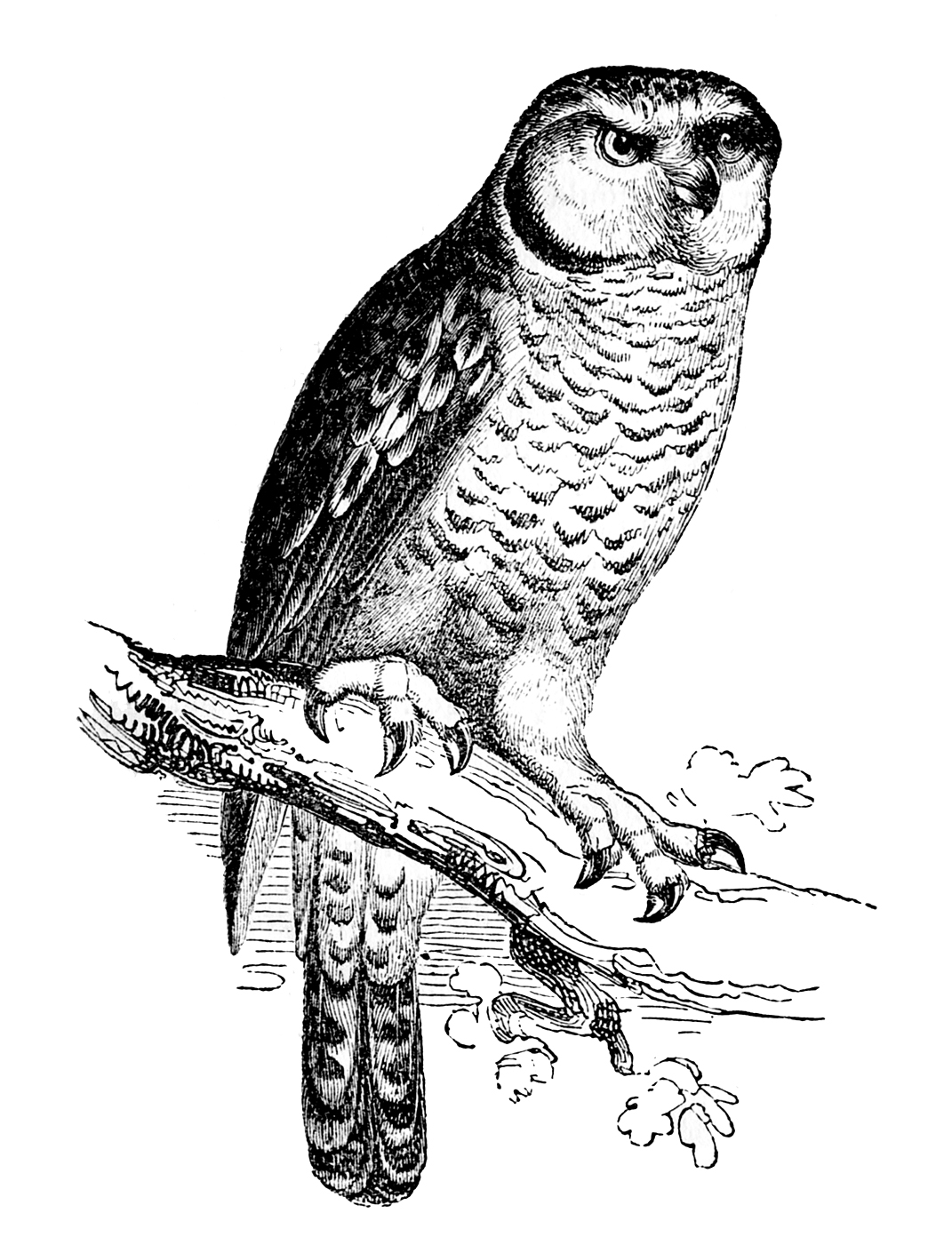 eagle owl clip art - photo #11
