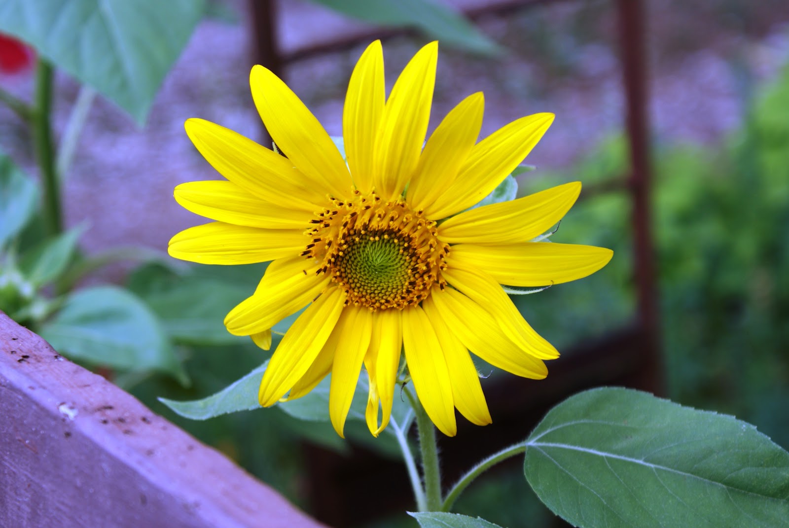 The Septic System Landscaping Dilema