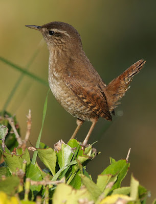 Cargolet (Troglodytes troglodytes)