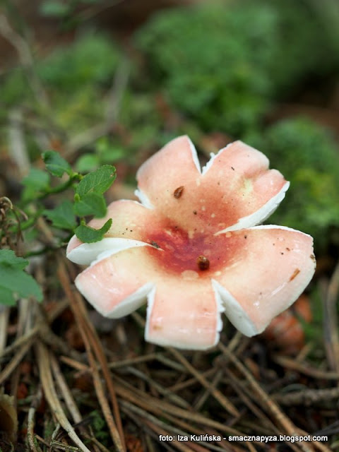 golabek-jadalny golabki, jaki to grzyb, na grzyby, grzybobranie, las, podlasie, russula