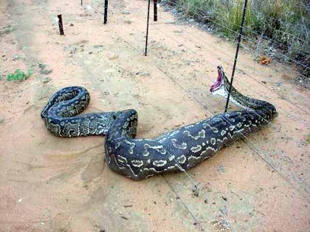 Book Of World Records Largest Snakebiggest Snake In The World