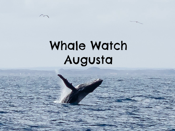 Whale Watch Augusta @ Margaret River