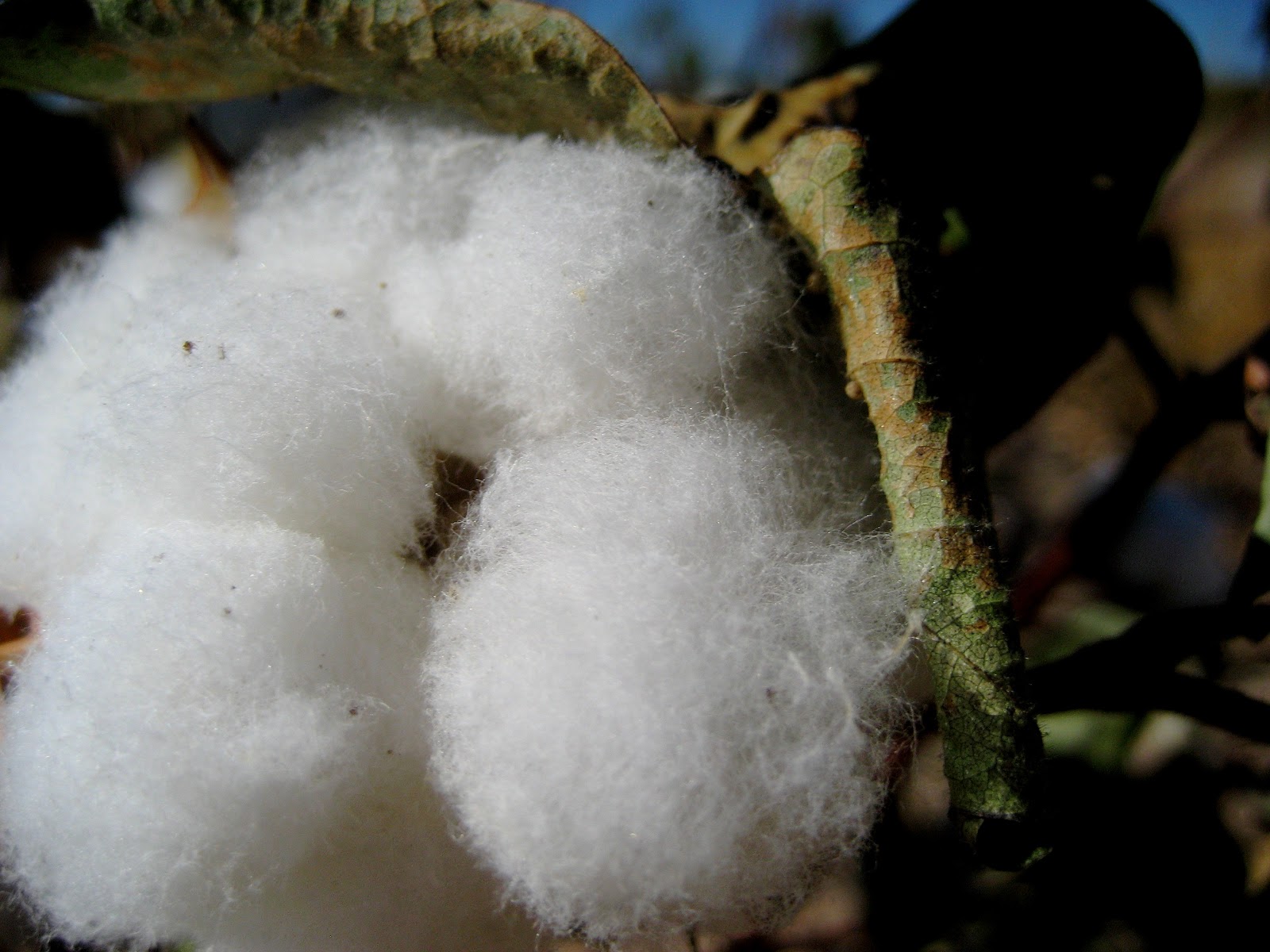 Living Rootless Derry, New Mexico A DriveBy
