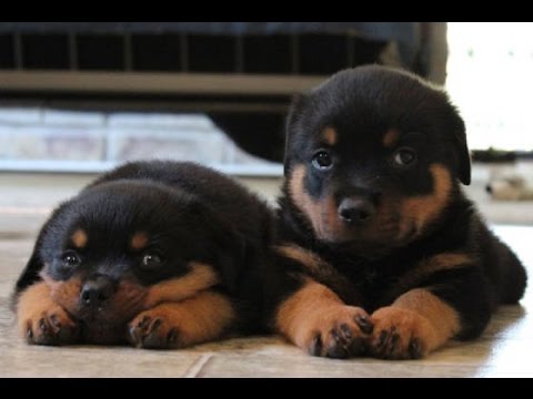 Why Not To Buy Dogs From Pet Stores Why Not To Buy Dogs From Pet Stores