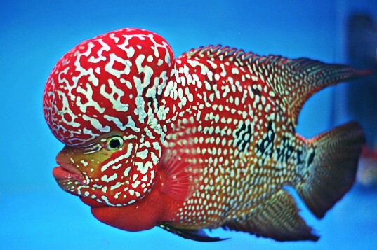 12 Jenis Ikan  Louhan  Lengkap Disertai Gambar  dan Harganya 