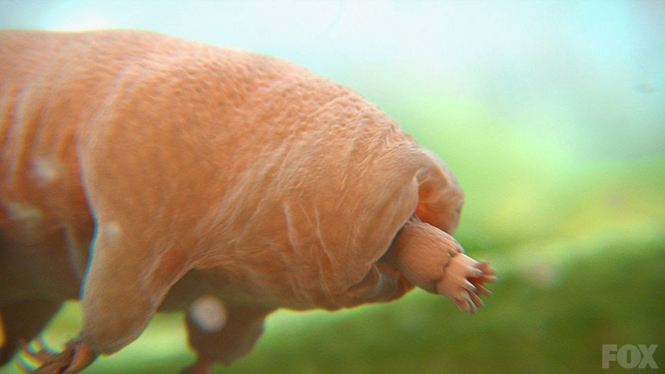 Tardigrades Waterbears have survived all five mass extinctions in Cosmos episode Some of the things that molecules do