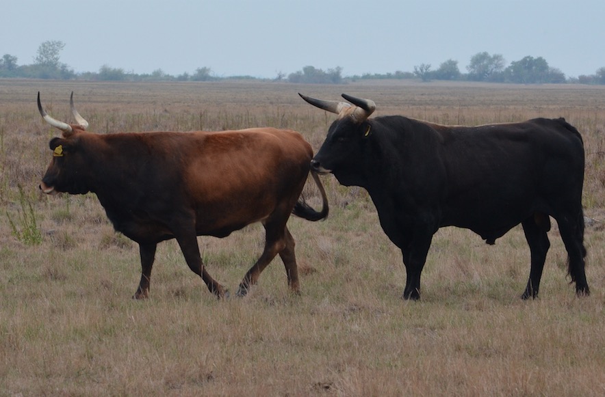бифало порода. хайнак корова. техасская корова лонгхорн. буффало порода коров. бык гибрид.