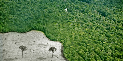 Assine a petição pelo Código Florestal Brasileiro