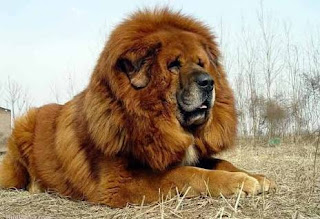 Dog named Tibetian Mustaf, whose price is in crores