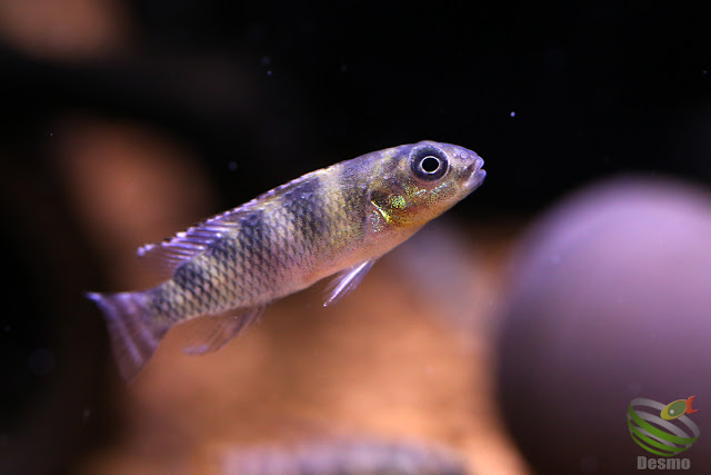 Nanochromis transvestitus