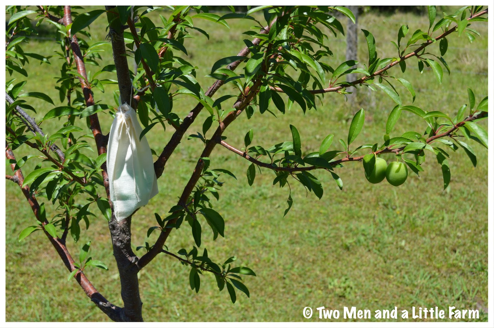 Two Men and a Little Farm IRISH SPRING SOAP DEER REPELLENT