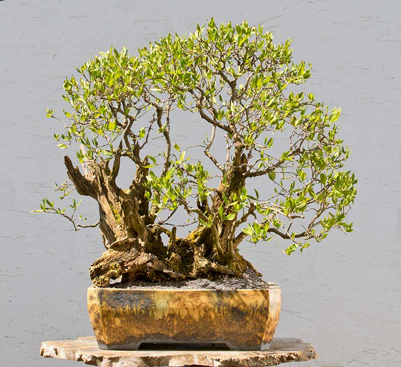 Walter Pall Bonsai Adventures Flowering dogwood 1 new pot