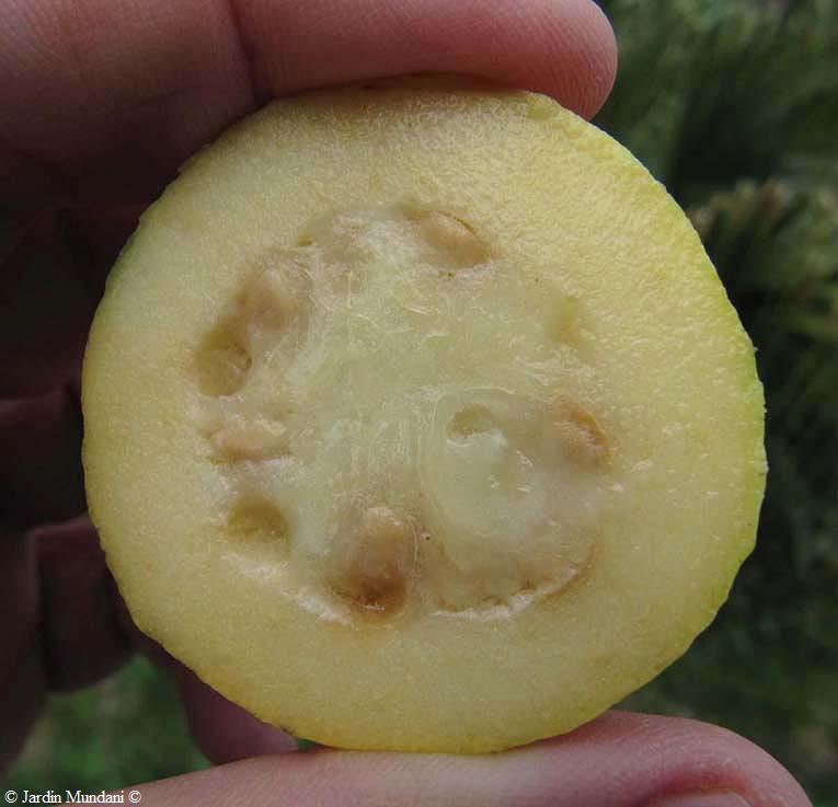 Sangrando En Verde Psidium Friedrichsthalianum El Guayabo Cas De Costa Rica