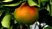 Naranja