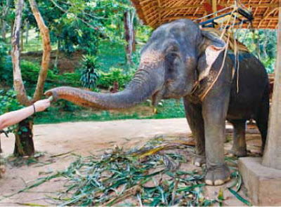 Ayutthaya's Elephant Kraal: A sacred pilgrimage