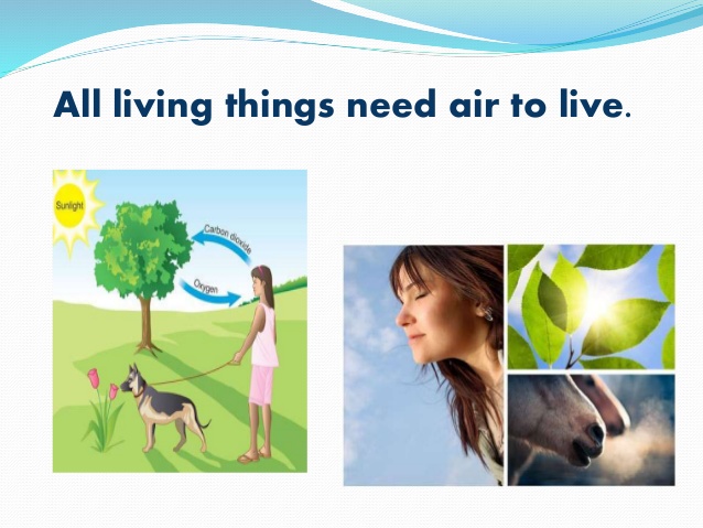 We are living things. Living non living things for kids. Living things worksheets. Living non living. кластер на тему living things.