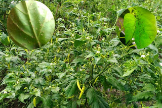 Gejala Dan Pengendalian Penyakit Kuning Pada Cabai