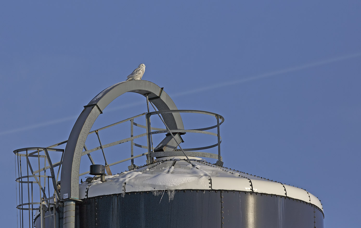 pewit what would you do withe a Snowy Owl on your roof?