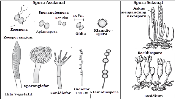 Jenis Dan Perkembangbiakan Fungi Mikirbae Com